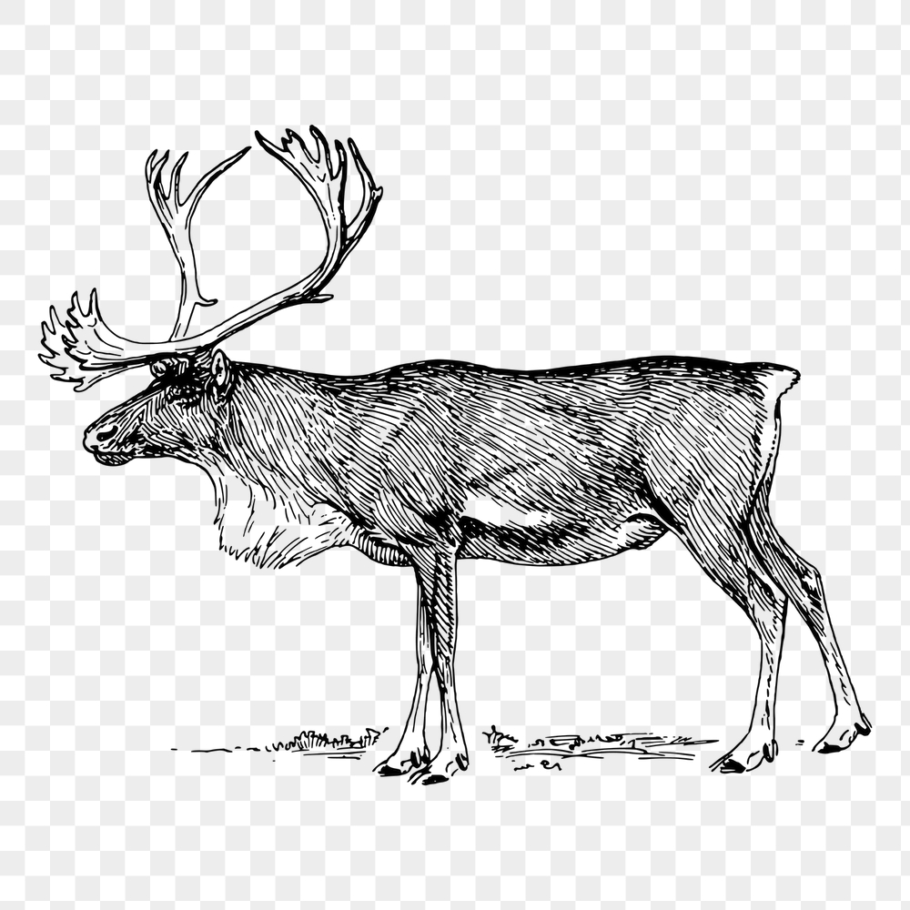 Reindeer png sticker, vintage animal | Free PNG - rawpixel