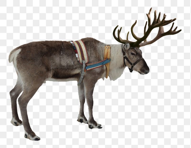Reindeer png sticker, wild animal | Free PNG - rawpixel