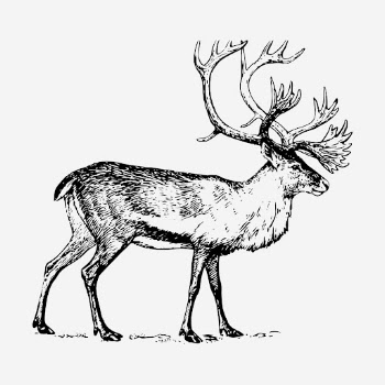 Reindeer stag hand drawn illustration. | Free Photo - rawpixel