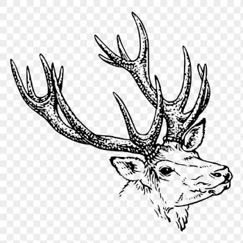 Reindeer stag png sticker drawing | Free PNG - rawpixel