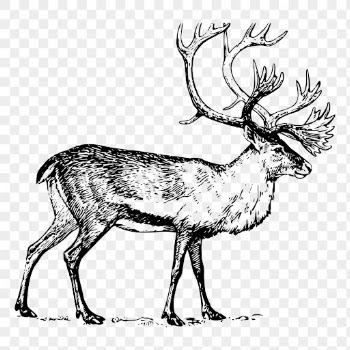 Reindeer stag png sticker vintage | Free PNG - rawpixel