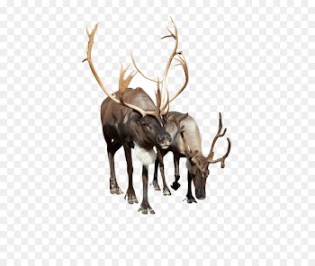 Reindeer Stock photography Camel - Reindeer Pictures 