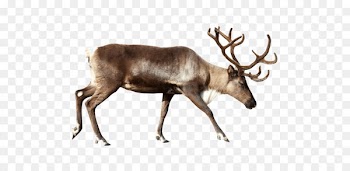 Reindeer Stock photography Royalty-free Clip art - Reindeer Pictures 
