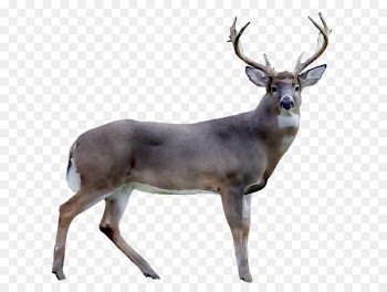 Reindeer White-tailed deer Royalty-free Stock photography -  