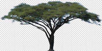 Related image | crop | Tree stencil, African tree, Tree photoshop