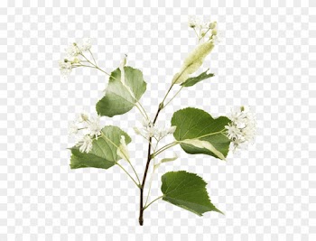 Relaxation In Bloom - Guelder Rose