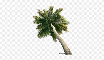 Remember The Coconut Tree,refreshing - Single Coconut Tree With Coconut Png