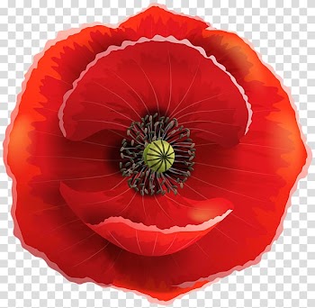 Remembrance poppy Armistice Day Common poppy Flower, poppy/ transparent background PNG clipart