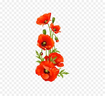 Remembrance poppy Flower Clip art - A bouquet of flowers 