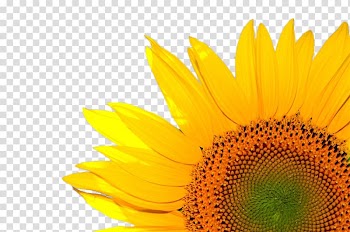 Renewable energy Solar thermal energy Solar power Resource, sunflower transparent background PNG clipart