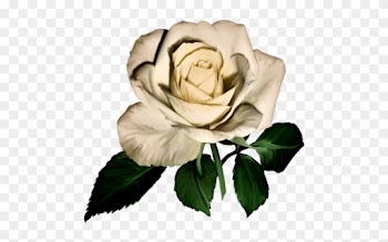 Renkli, Beyaz Güller, White Rose Png Pictures, Png - Tube Rose