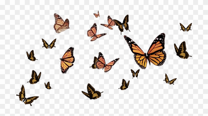 Report Abuse - Butterfly Png For Picsart