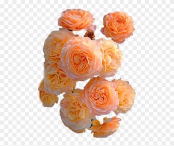 Report Abuse - Garden Roses