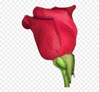 Report Abuse - Garden Roses