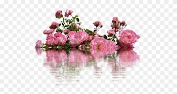 Report Abuse - Rose