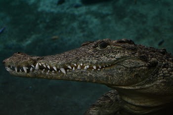 Reptile animal, crocodile, wildlife. Free | Free Photo - rawpixel
