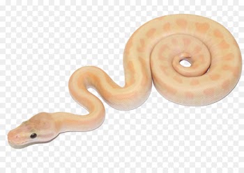 Reptile Ball python Snakes Bubble gum Image - King Cobra snake 