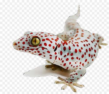 Reptile Lizard Tokay gecko Wallpaper -  