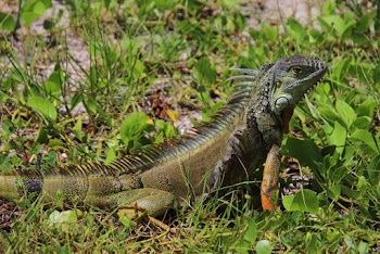 Reptile on Grass