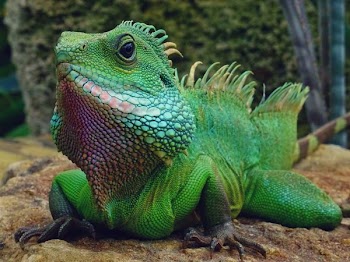 Reptile on Ground