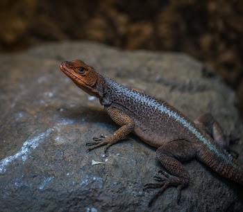 Reptile on Rock