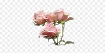 Requests - Open - Pink Spray Roses Names