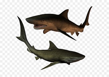 Requiem shark Download Clip art - Two sharks 