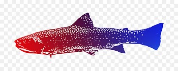 Requiem sharks Squaliform sharks Marine biology -  