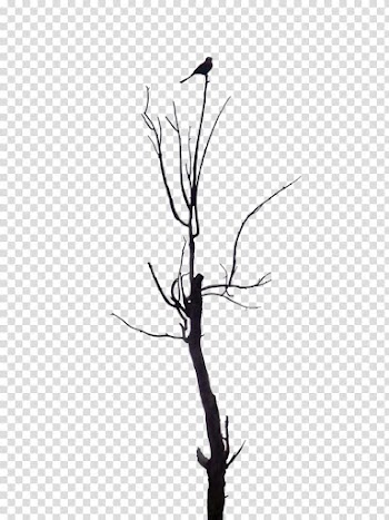 Resources  Overexposed, black bird on bare tree illustration transparent background PNG clipart
