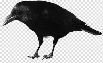 Resources  Overexposed, black crow close-up transparent background PNG clipart