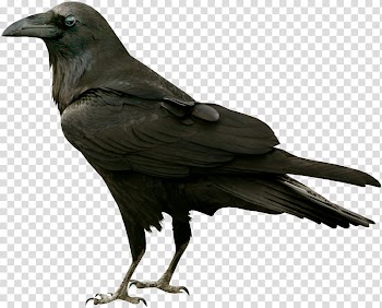 Resources  Overexposed, black crow transparent background PNG clipart