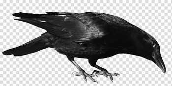 Resources  Overexposed, black crow transparent background PNG clipart