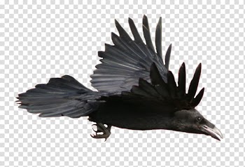 Resources  Overexposed, black crow transparent background PNG clipart
