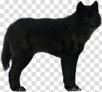 Resources  Overexposed, black wolf transparent background PNG clipart