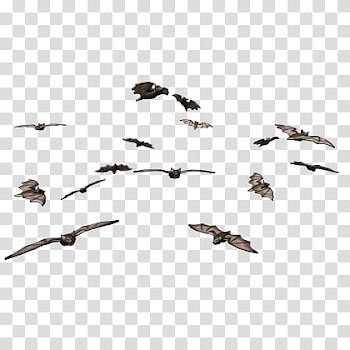 Resources  Overexposed, flock of bath illustration transparent background PNG clipart