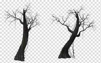 Resources  Overexposed, two bare trees illustration transparent background PNG clipart