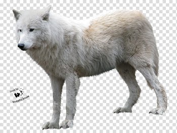 Resources  Overexposed, white wolf transparent background PNG clipart