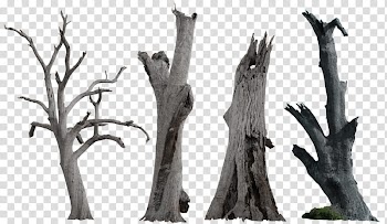 Resources  Overexposed, withered tree illustration transparent background PNG clipart