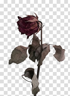 RESOURCES, red rose in bloom transparent background PNG clipart