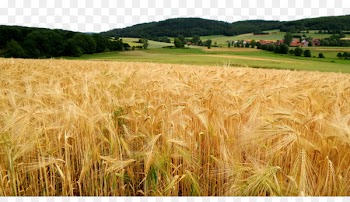 Responsive web design Agriculture Web template system Organic farming - Natural flour golden wheat field 