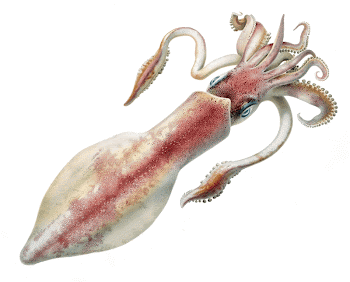 Restored lithograph of Loligo forbesii | Free Photo - rawpixel
