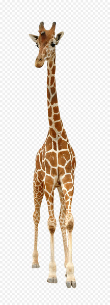 Reticulated giraffe Stock photography Royalty-free English - A giraffe 