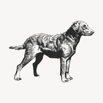 Retriever dog drawing clipart, vintage | Free Vector - rawpixel