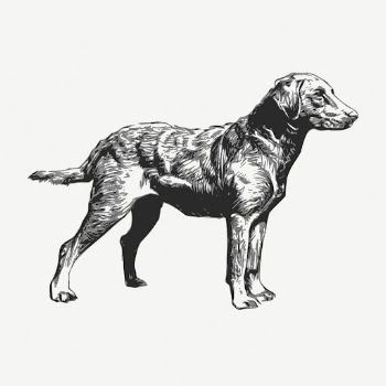 Retriever dog drawing, vintage illustration | Free PSD - rawpixel