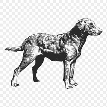 Retriever dog png drawing sticker | Free PNG - rawpixel