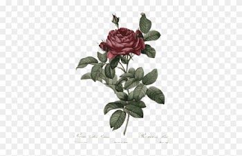 Retro Rose Illustration - Rose Flower Botanical Drawing