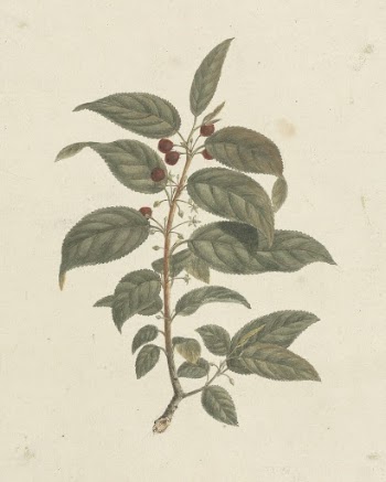 Rhamnus prinoides  L'Herit. (African | Free Photo - rawpixel