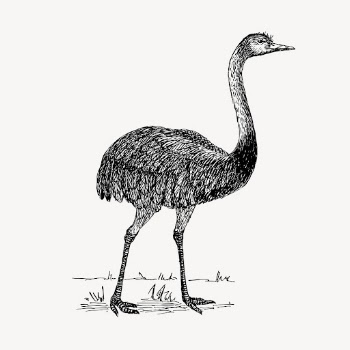 Rhea bird clipart, vintage wildlife | Free Vector - rawpixel