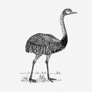 Rhea bird drawing, vintage wildlife | Free Photo - rawpixel