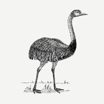 Rhea bird drawing, wildlife vintage | Free PSD - rawpixel